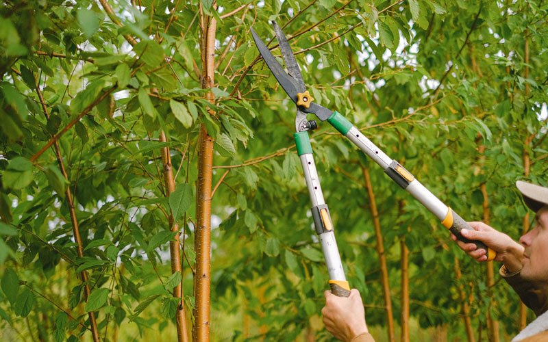 Tree trimming in Stanford, KY